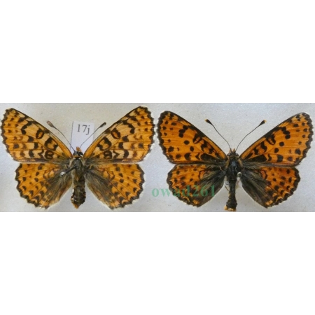 Melitaea didyma (Esper, 1778) pair Przeplatka didyma Czech17j